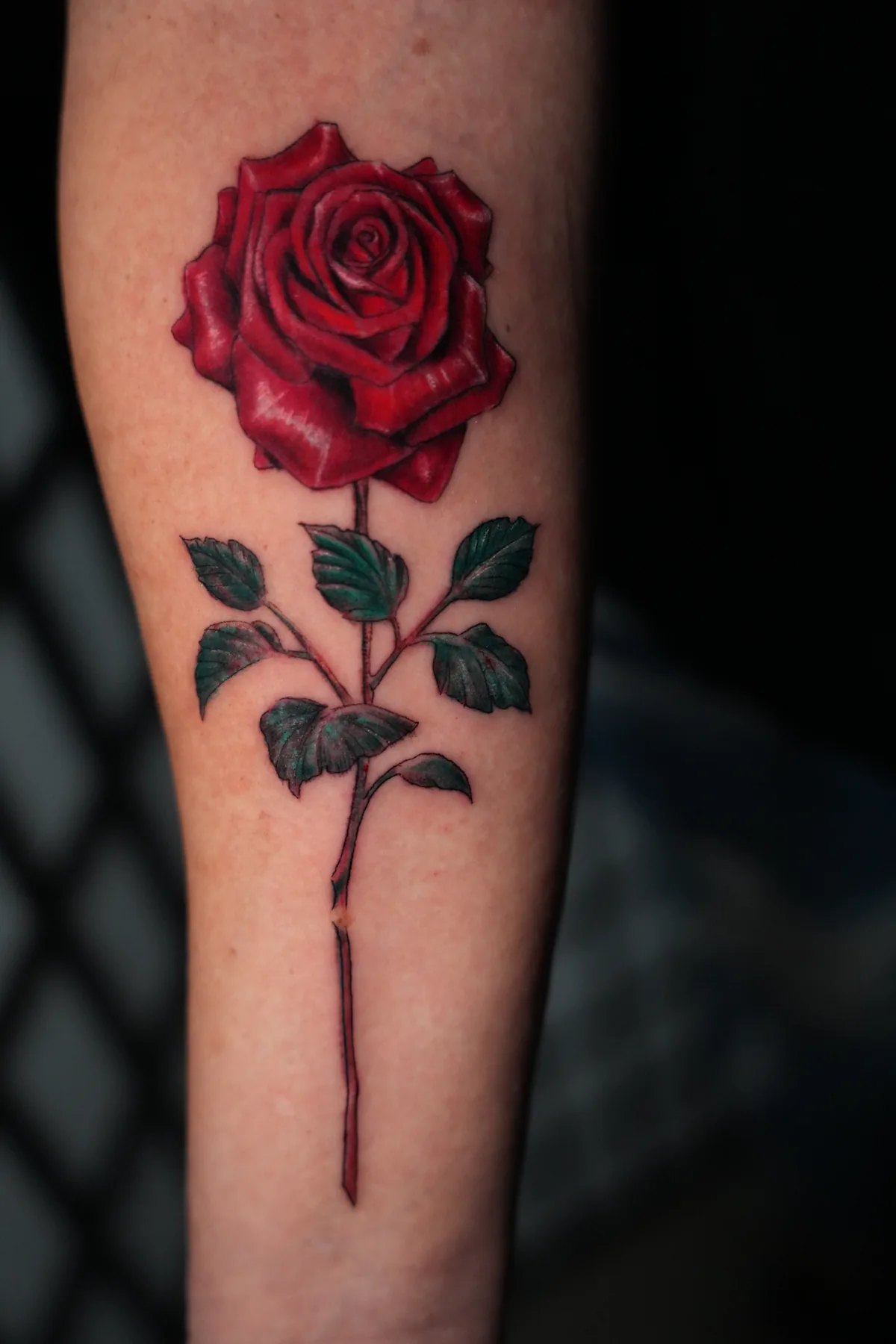 Rose tattoo by Heather Baldwin — single long-stem red rose with thorns and serrated leaves, color realism on the forearm